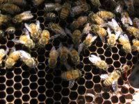 Bee Farm Bees