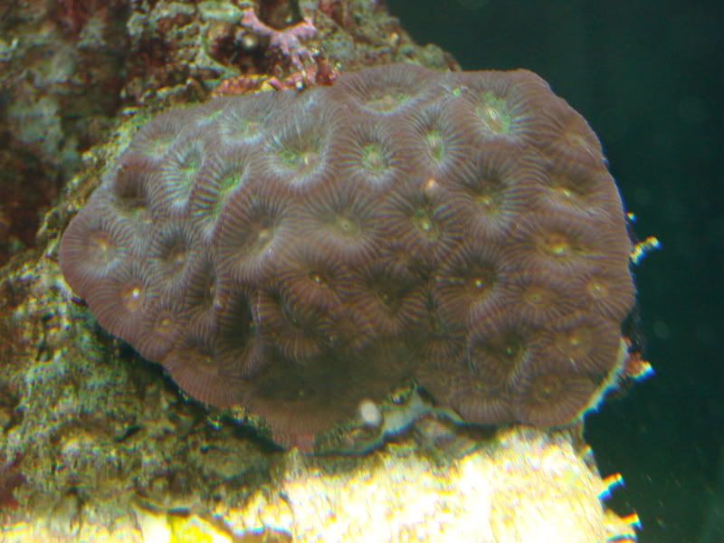 HELP Moon Brain Coral is Dying Reef Central Online Community