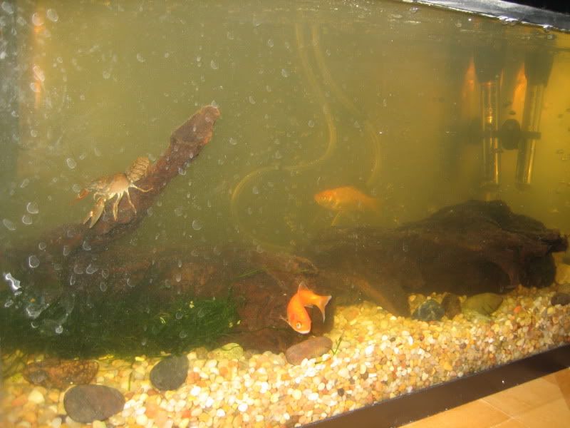 Brown water blues Aquarium Forum