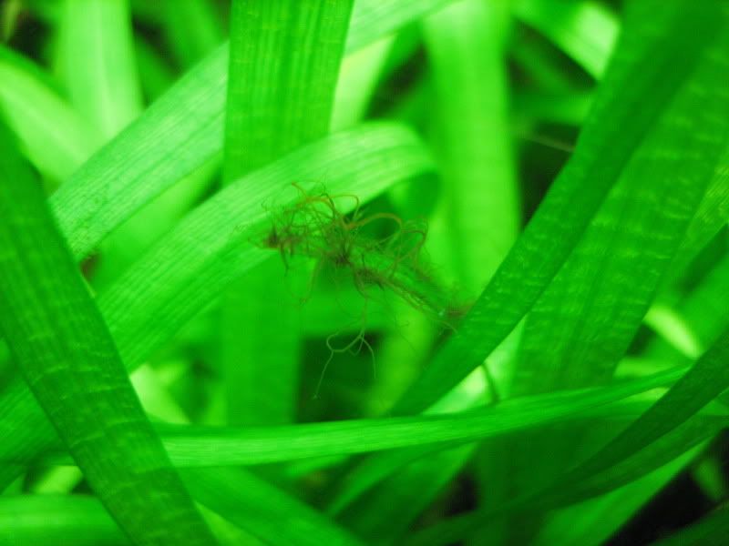 Black Hair Algae *Pics* and water parameters Algae Aquatic Plant