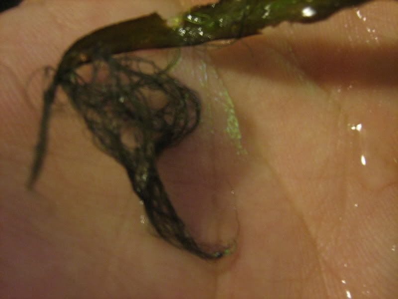 Black Hair Algae *Pics* and water parameters Algae Aquatic Plant