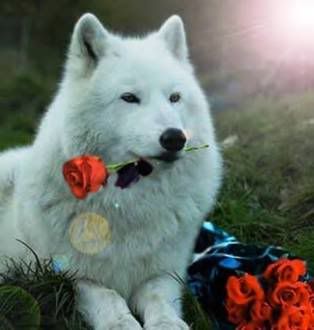 White Wolf w/rose Pictures, Images and Photos