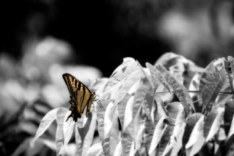 IMAGE: http://i76.photobucket.com/albums/j12/dennisphan/Random/IMG_2400-Edit.jpg