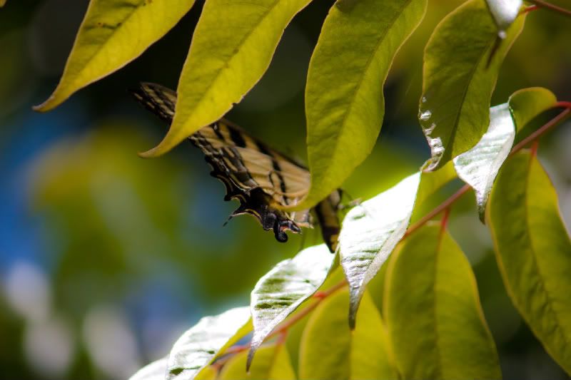 IMAGE: http://i76.photobucket.com/albums/j12/dennisphan/Random/IMG_2405.jpg