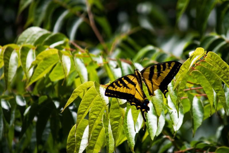 IMAGE: http://i76.photobucket.com/albums/j12/dennisphan/Random/IMG_2408-Edit.jpg