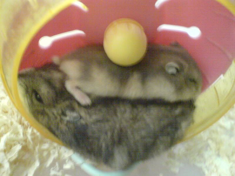 HỘI HAMSTER - HAMSTER CLUB