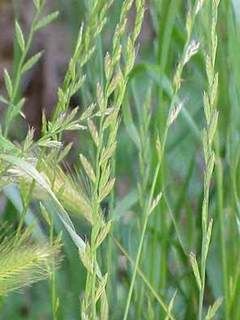 rye grass canvas