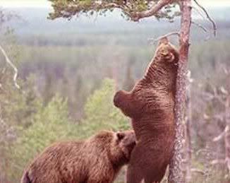 bears-gone-wild.jpg