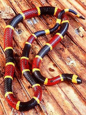 ID-ing Snakes In The Garden - Coral Snake