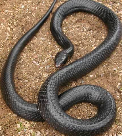 once i ran into a black racer this guy isn't poisonous 