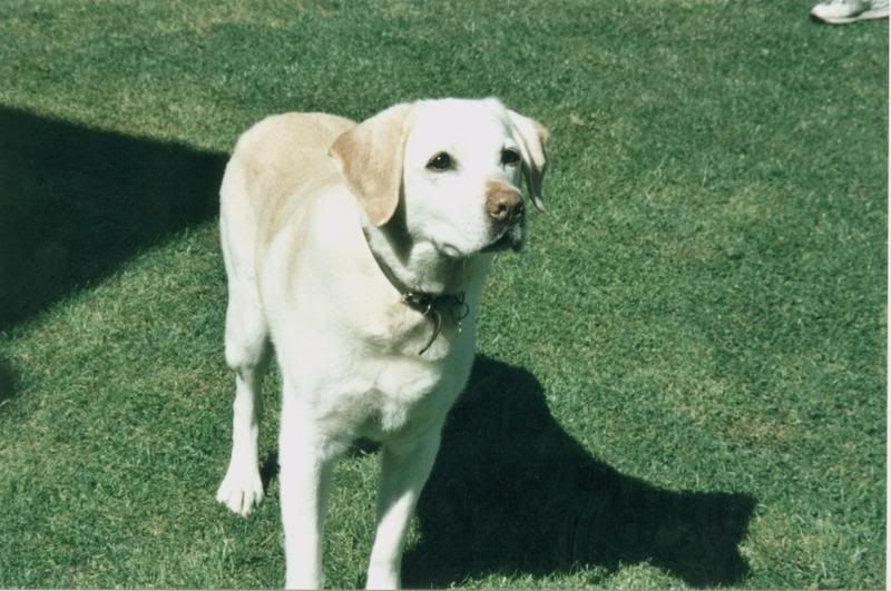 sandyat13in2000.jpg