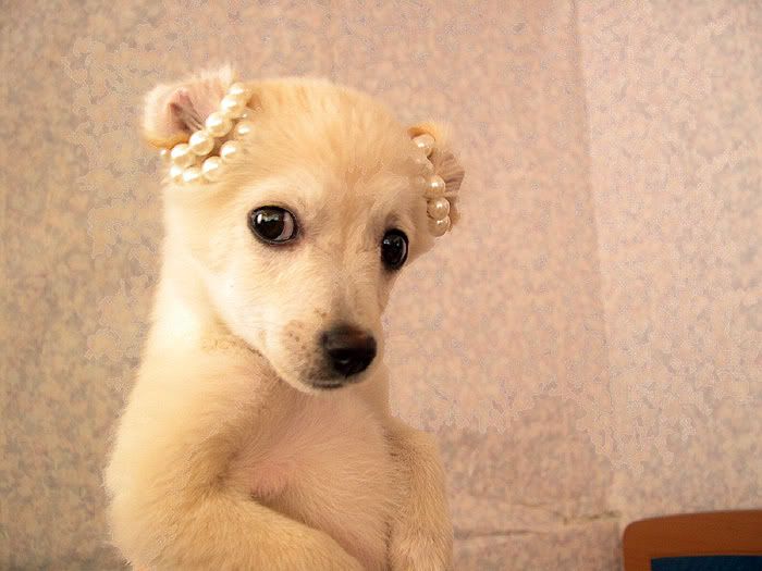 princess pup