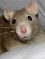 rat