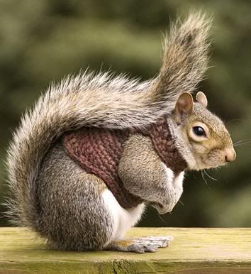 Squirrel in Sweater