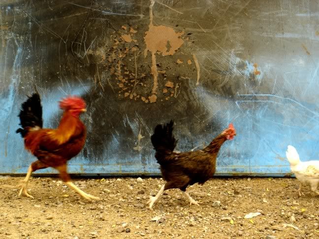 Photobucket - Video and Image Hosting