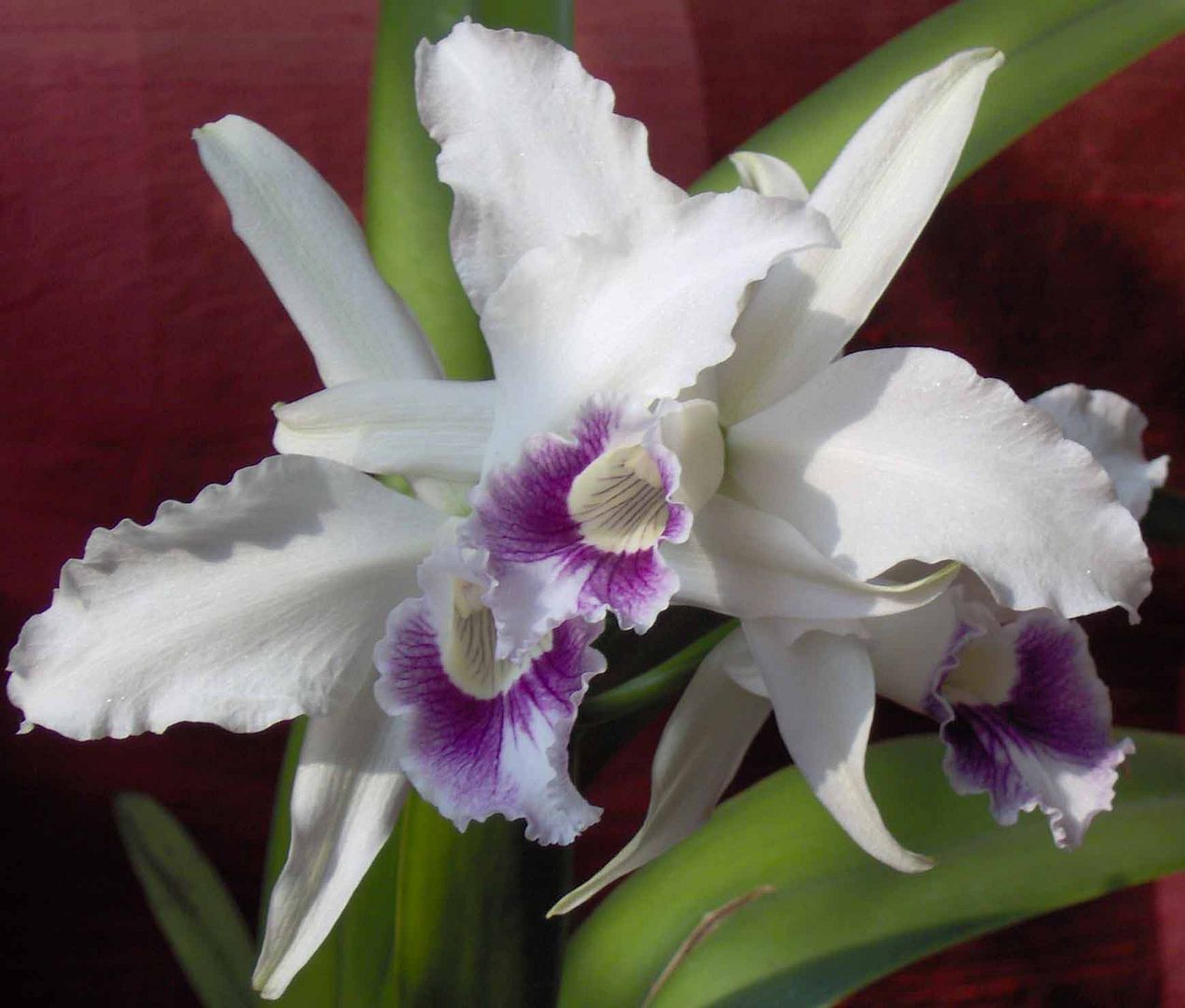 Laelia.jpg