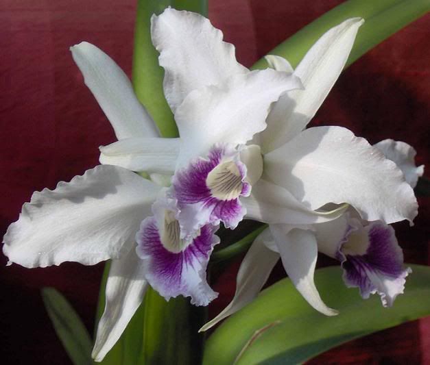 Laelia1.jpg