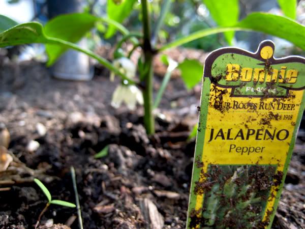Jalapeño Plants
