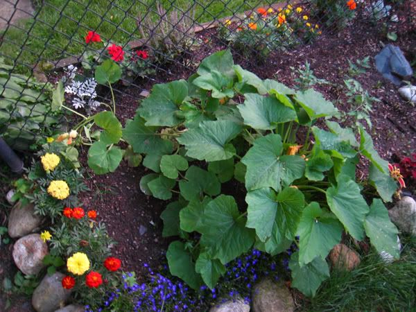 Pumpkin and squash plants