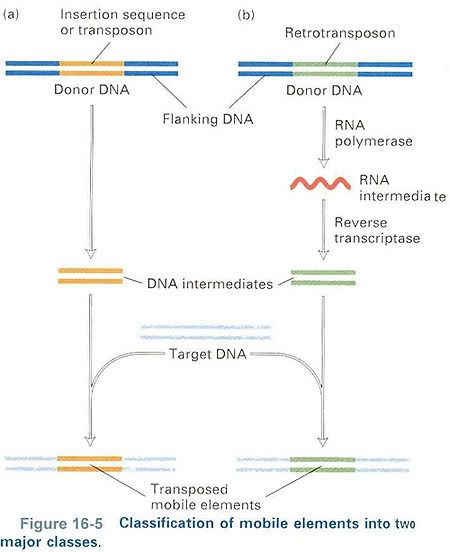 duplication of dna. Gene Duplication