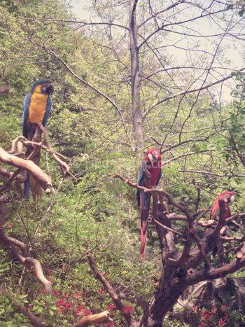 Birds! Birds!