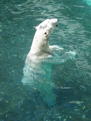 An actual bear inside Everland premises An actual bear inside Everland premises