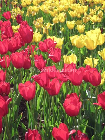 Real tulips! Real tulips!