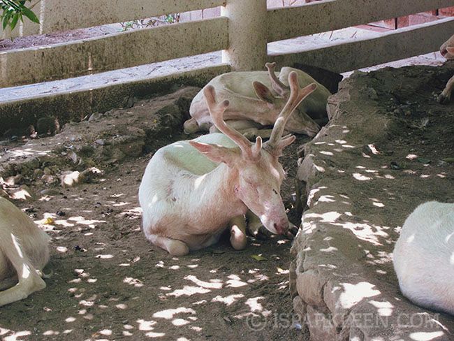 Ilocos Sur Baluarte Philippines