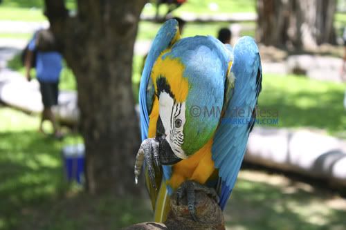 I Heart Makati-blue bird I Heart Makati- Blue bird