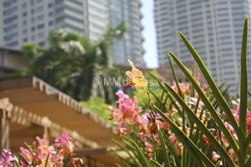I Heart Makati-Flowers I Heart Makati-Flowers