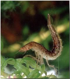 Larva-1.jpg