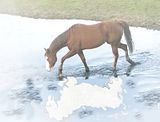 Assignment11.jpg HorseMist image by Akanea