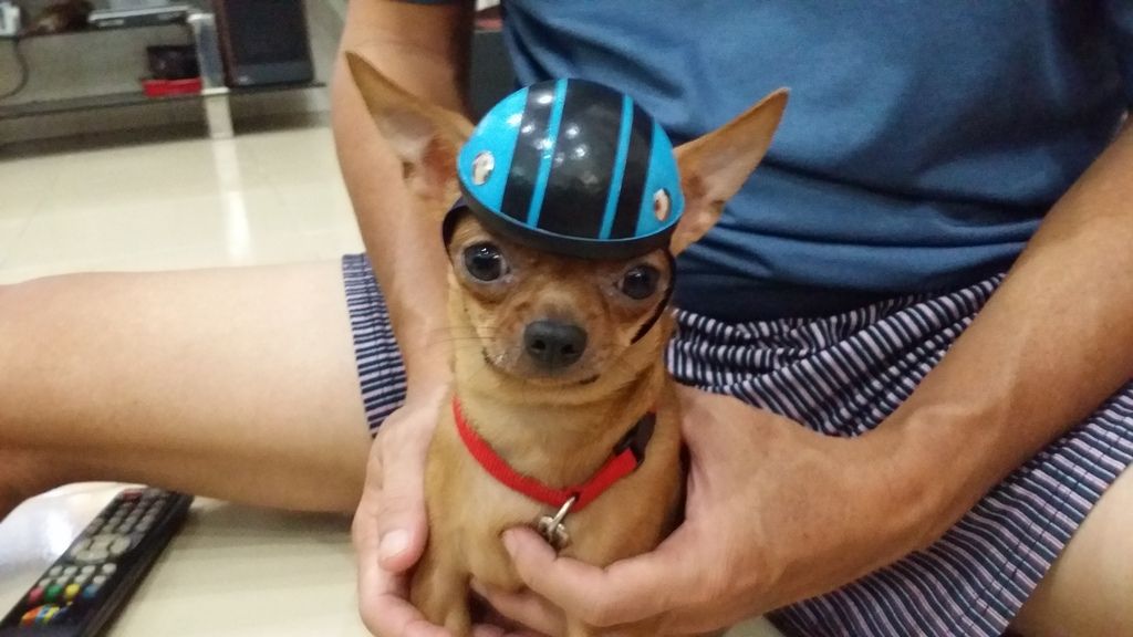 Hot...hot...hot helmet cho thú yêu - 23
