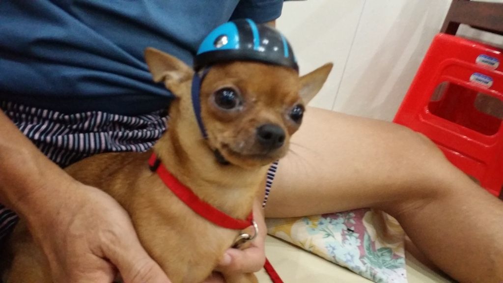 Hot...hot...hot helmet cho thú yêu - 24