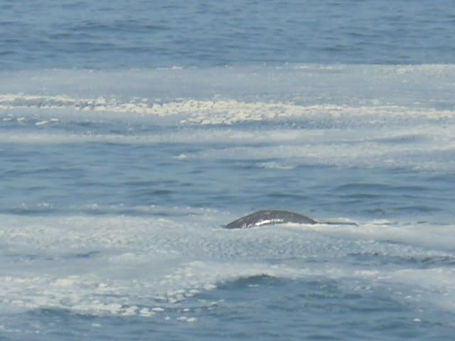 Whales001.jpg