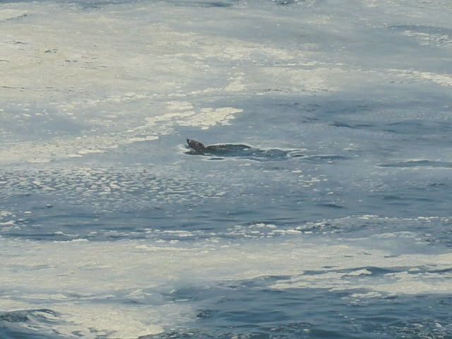 Whales003.jpg