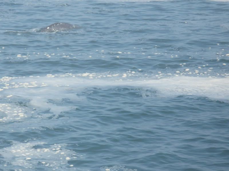 Whales005.jpg