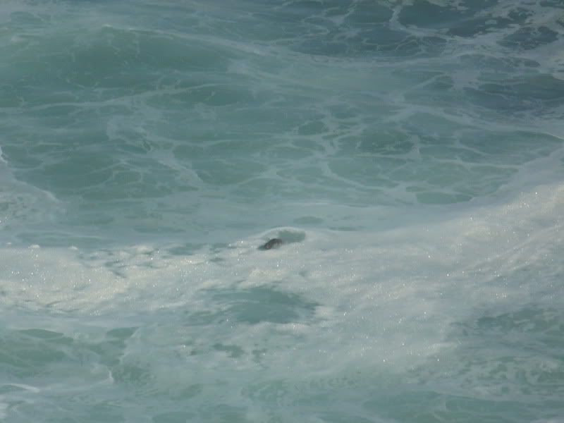 Whales006.jpg