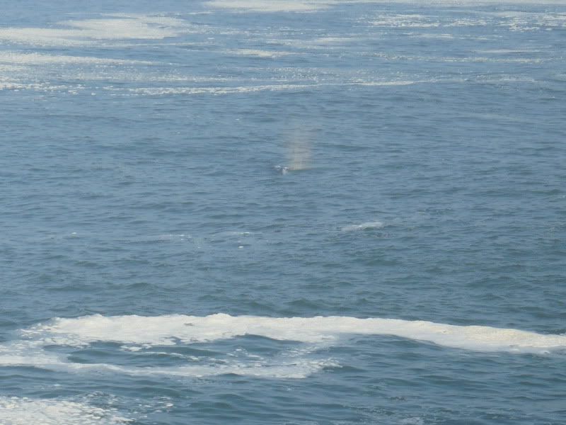 Whales007.jpg