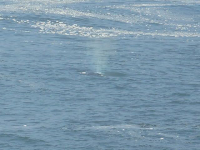 Whales008.jpg