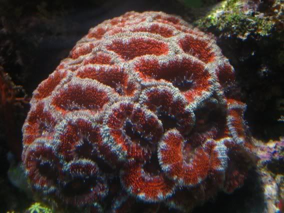 acan.jpg