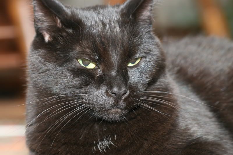 IMAGE: http://i76.photobucket.com/albums/j23/shortwave5/1-14-06069.jpg