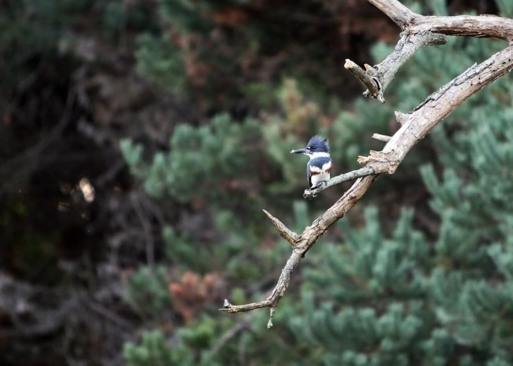 IMAGE: http://i76.photobucket.com/albums/j23/shortwave5/10-8-06202pp.jpg