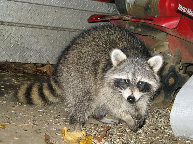 IMAGE: http://i76.photobucket.com/albums/j23/shortwave5/Bandit006.jpg