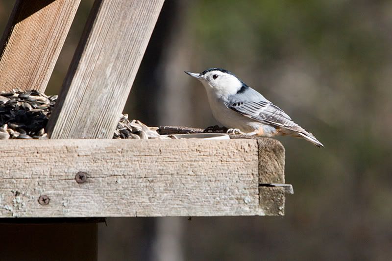 IMAGE: http://i76.photobucket.com/albums/j23/shortwave5/Birds025ppsmall.jpg