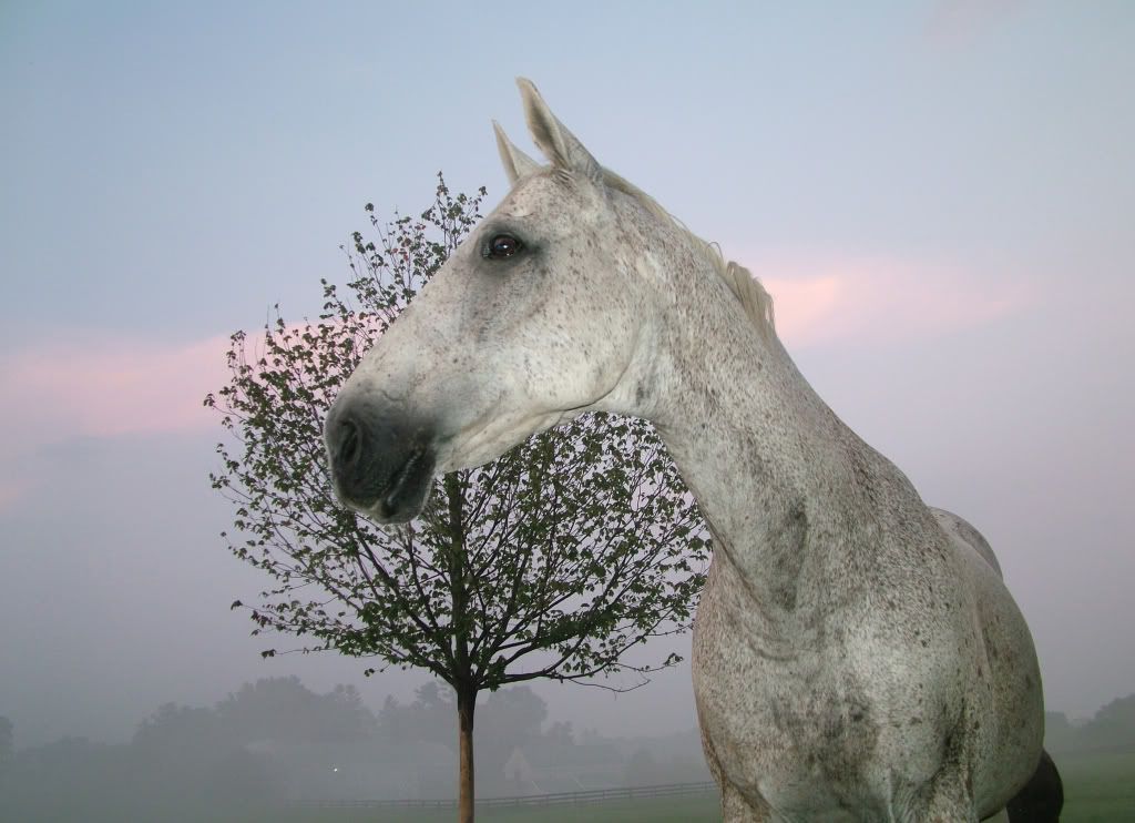 IMAGE: http://i76.photobucket.com/albums/j23/shortwave5/DSCF2299pp.jpg