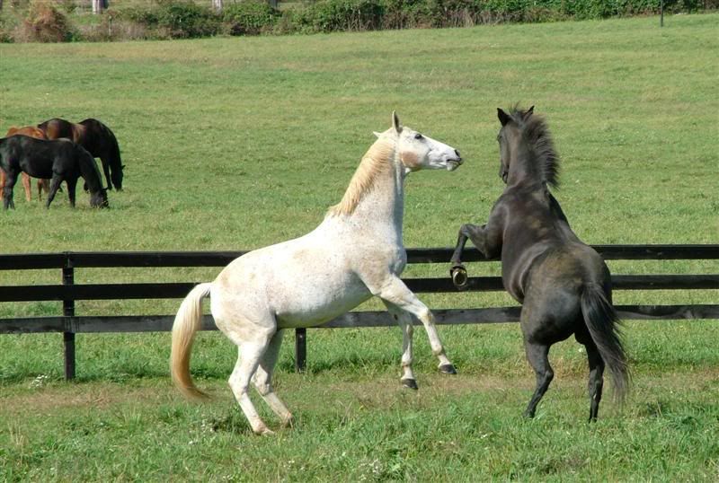 IMAGE: http://i76.photobucket.com/albums/j23/shortwave5/DSCF3095crpMedium.jpg