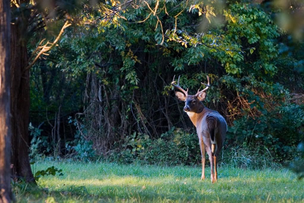 IMAGE: http://i76.photobucket.com/albums/j23/shortwave5/Deer008pp-1.jpg