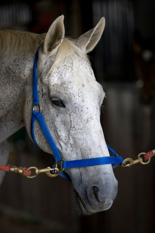 IMAGE: http://i76.photobucket.com/albums/j23/shortwave5/Horses038pp.jpg