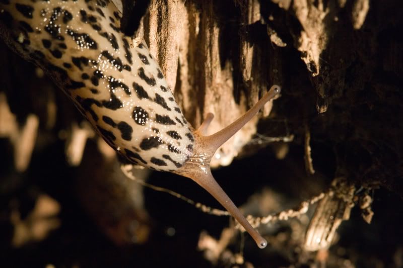 IMAGE: http://i76.photobucket.com/albums/j23/shortwave5/Image1233pp.jpg